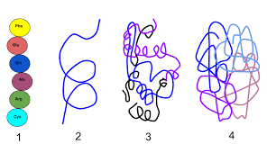 proteinviz